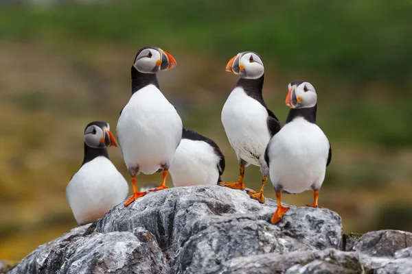 Cinco aves del frailecillo atlántico — Foto de Stock