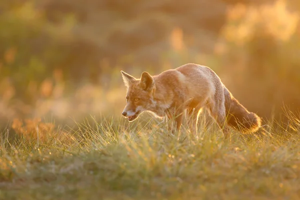 Червона лисиця на природі — стокове фото