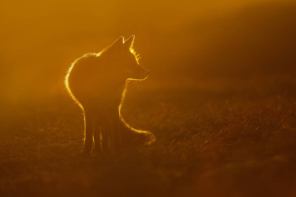 Red fox silhouette at sunset