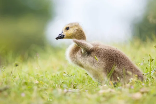 Ładny mały gosling — Zdjęcie stockowe