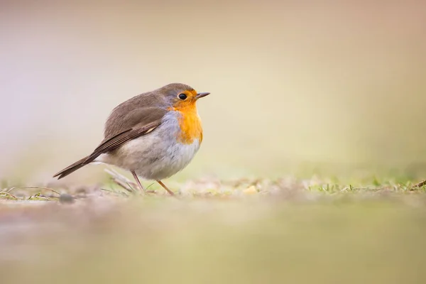 Robin ptáka zblízka — Stock fotografie