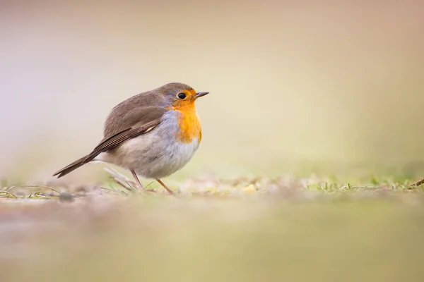 Robin vogel close-up — Stockfoto