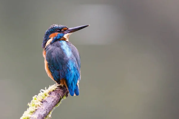 Kingfisher pájaro en una rama —  Fotos de Stock