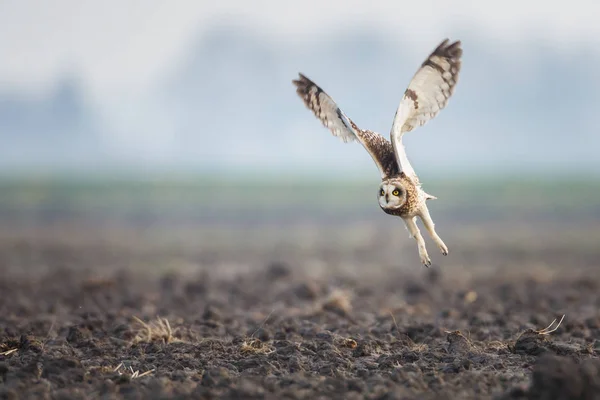 Short eared owl in fly — Stock Photo, Image