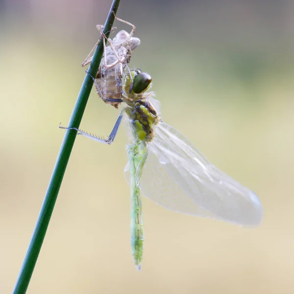 Macro imagem de damselfly — Fotografia de Stock