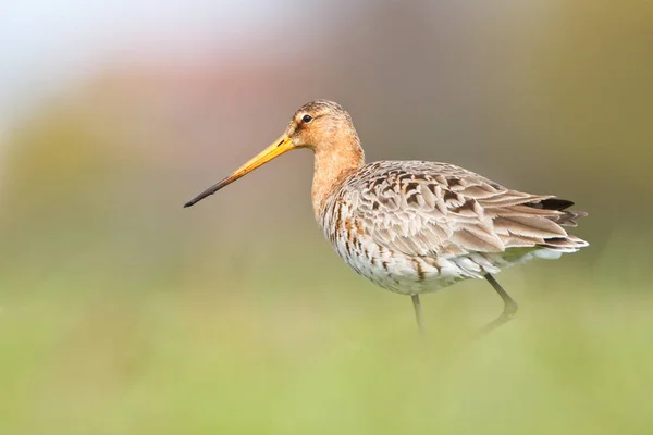 Černý sledoval godwit — Stock fotografie