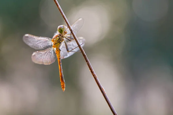 Makroaufnahme der Fliege — Stockfoto