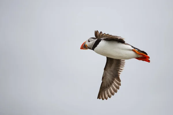 Puffin ptak latający — Zdjęcie stockowe