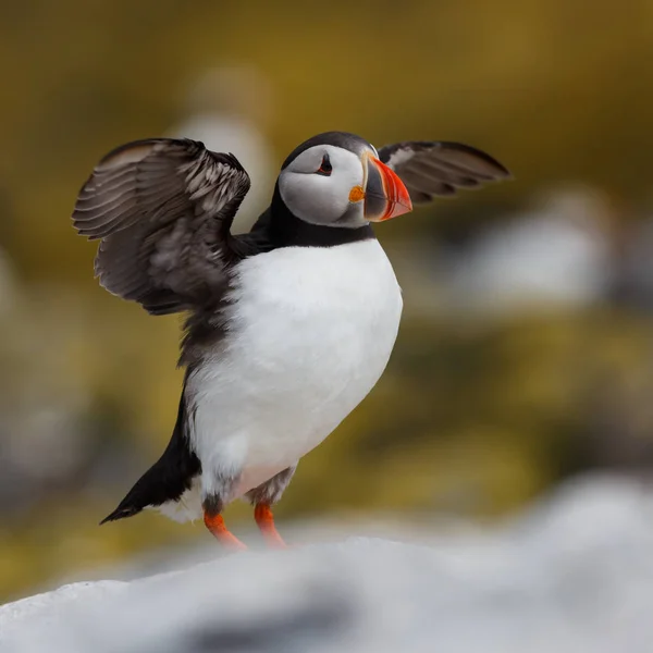 Πουλί Puffin κοντινό πλάνο — Φωτογραφία Αρχείου