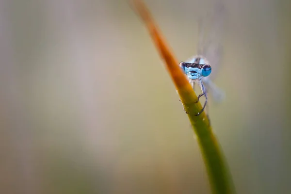 매크로 사진의 damselfly — 스톡 사진