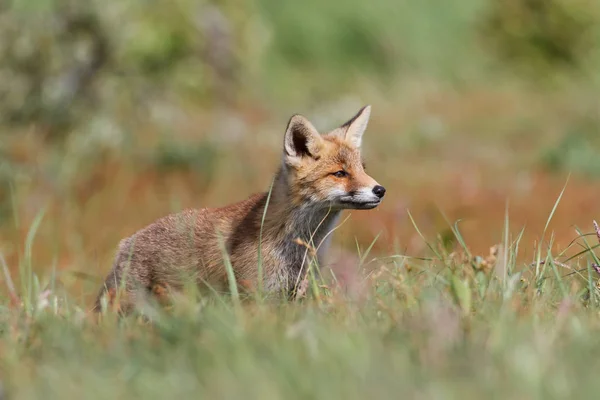 야생붉은 여우 새끼 — 스톡 사진