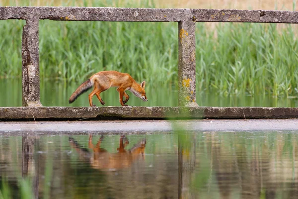 Fox traversant un ruisseau — Photo