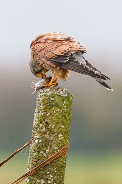 Kestrel bird with mouse — Stock Photo, Image