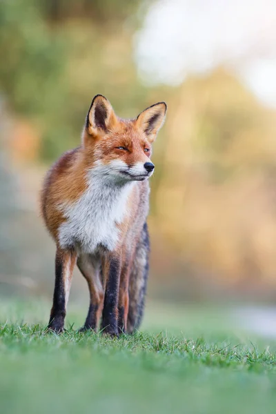 Divoká červená liška — Stock fotografie