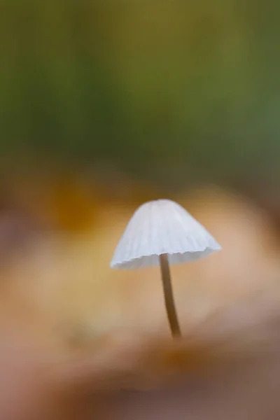 Close up de cogumelo na floresta — Fotografia de Stock