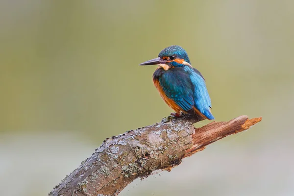 Kingfisher pájaro en una rama —  Fotos de Stock