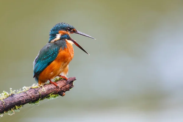 Ijsvogel vogel op een tak — Stockfoto