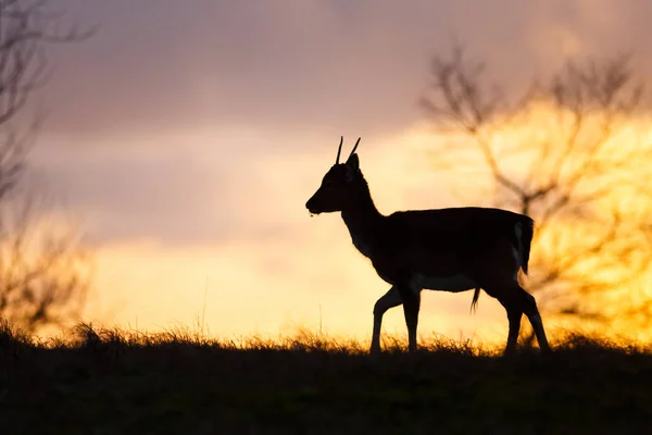 Fallow deer at sunset — Stock Photo, Image
