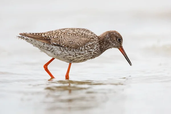 Vanlig Rödbena fågel — Stockfoto