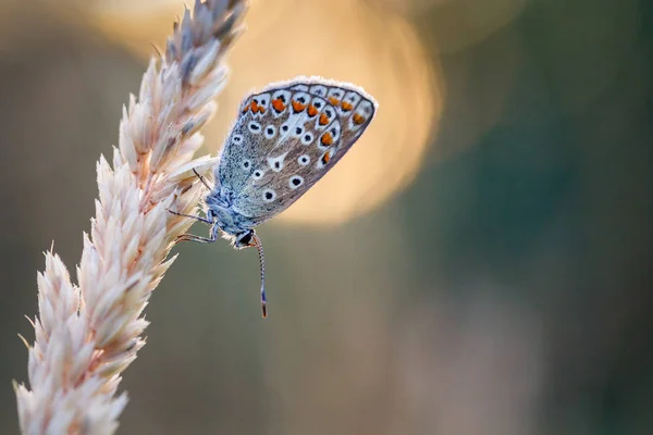 Borboleta azul comum — Fotografia de Stock