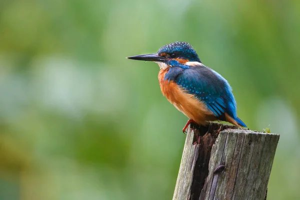 Pássaro kingfisher em um pólo — Fotografia de Stock