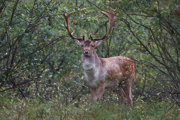 Cervos pousio durante a época de rutting — Fotografia de Stock