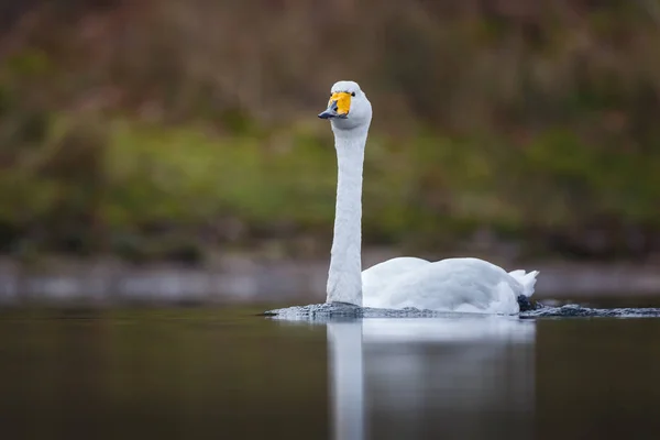 Swan swimming in the lake