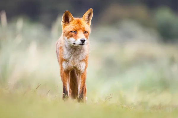 野生のキツネの赤ちゃん — ストック写真