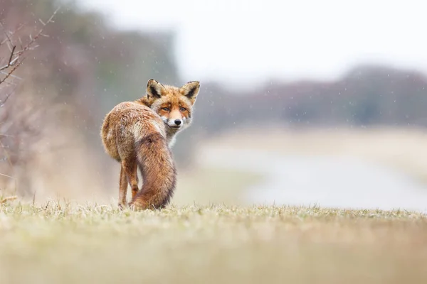 Red fox in the rain — Stock Photo, Image