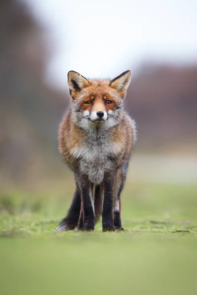 Wild red fox — Stock Photo, Image