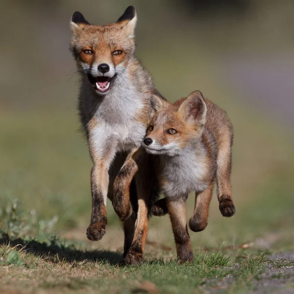 Renard roux avec ourson — Photo