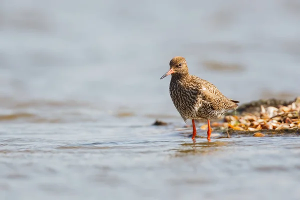 Pájaro canalla rojo común —  Fotos de Stock