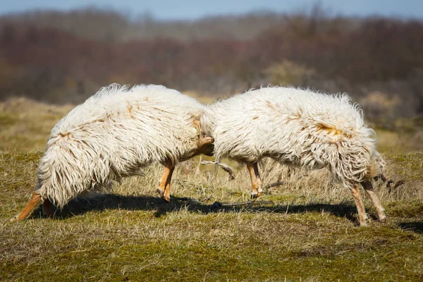 Deux moutons de combat — Photo