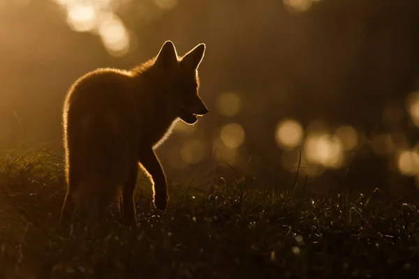 Silhueta raposa vermelha — Fotografia de Stock
