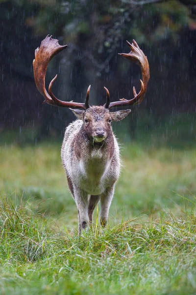 Damwild während der Brunftzeit — Stockfoto