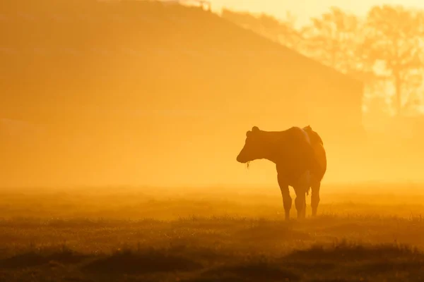Vache sur un matin brumeux — Photo
