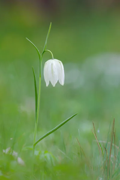 Fritillar cabeza de serpiente blanca — Foto de Stock