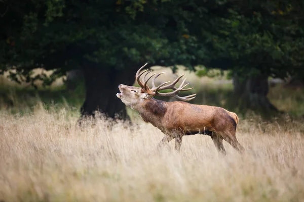 Ciervo rojo rugiente ciervo — Foto de Stock