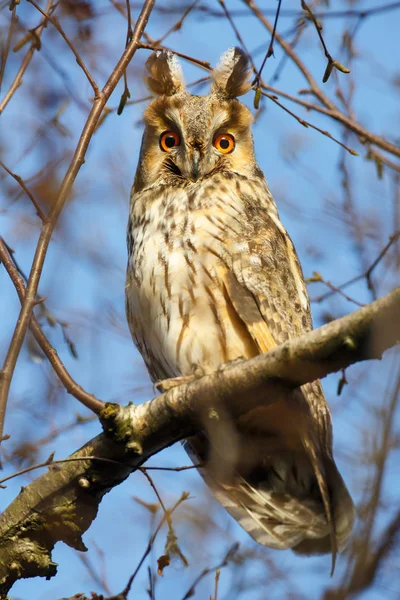 Hosszú füles owl — Stock Fotó