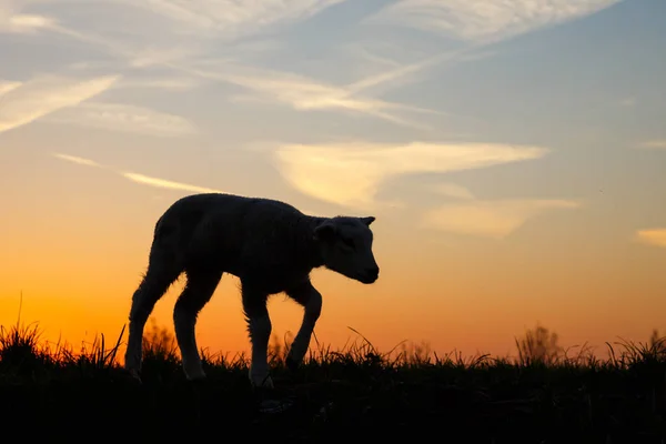 美しい光の子羊 — ストック写真