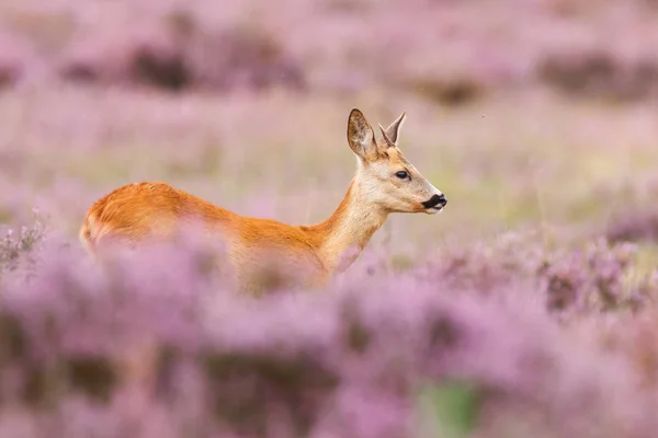 Veado Roe em um campo — Fotografia de Stock