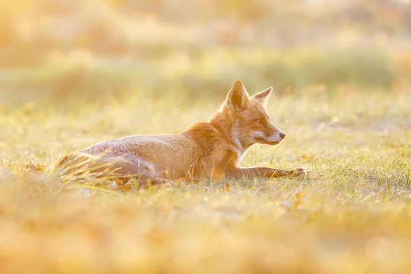 Rode vos op de natuur — Stockfoto