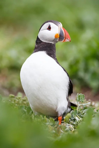 Lunnefågel fågel — Stockfoto