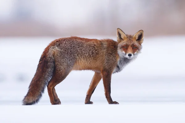 Raposa vermelha na neve — Fotografia de Stock