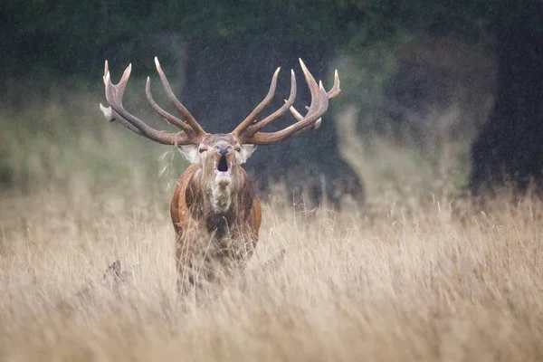 Roaring red deer stag — Stock Photo, Image