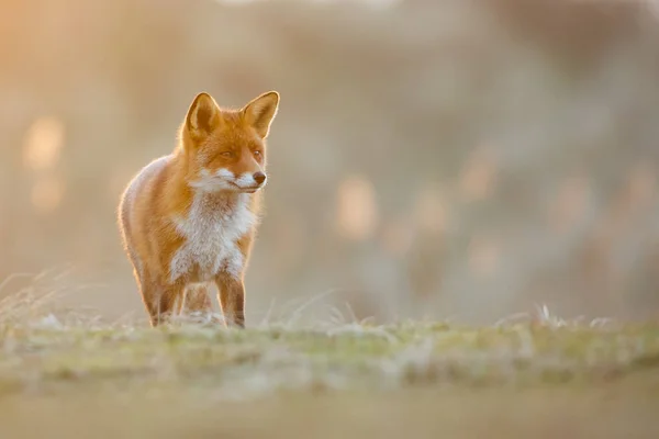 Zorro rojo en la naturaleza — Foto de Stock