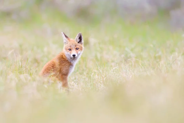 Salvaje zorro rojo cachorro — Foto de Stock