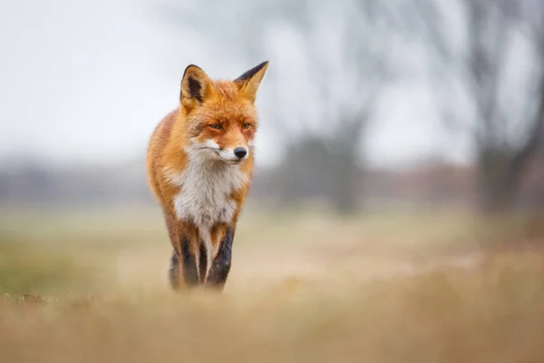 stock image wild red fox 