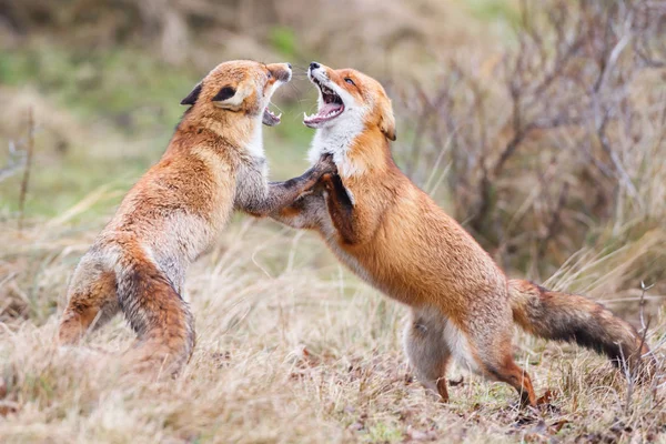 Walki z lisów rudych — Zdjęcie stockowe