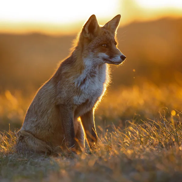 red fox on the nature